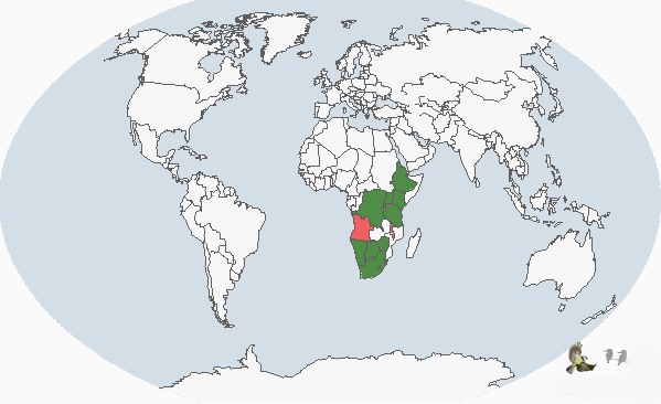 非洲硬尾鴨分布圖