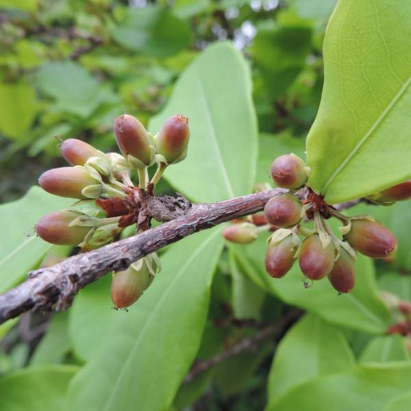 Erythroxylum barbatum