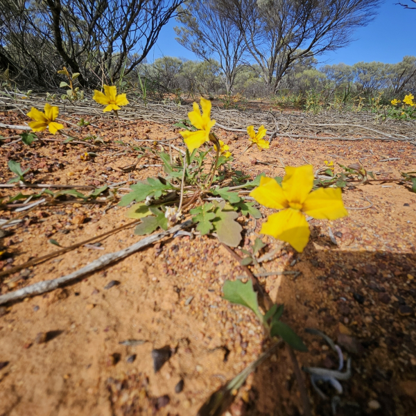 Goodenia peacockiana