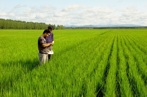 綏稜農場優質水稻