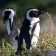 斑嘴環企鵝(非洲企鵝)