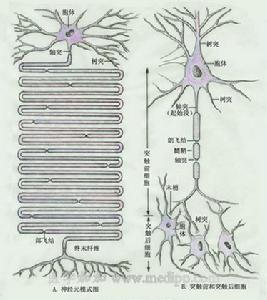 神經元之間的連線