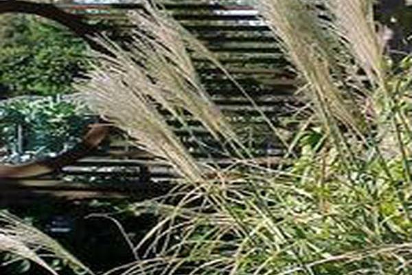 Miscanthus sinensis \x27Pünktchen\x27