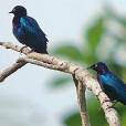 銅尾麗椋鳥(銅尾輝椋鳥) 銅尾麗椋鳥(銅尾輝椋鳥)
