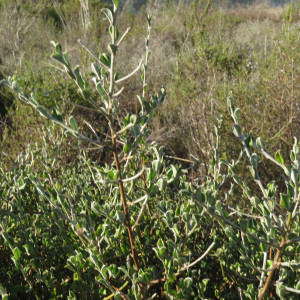 Podalyria microphylla