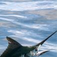 大西洋藍槍魚