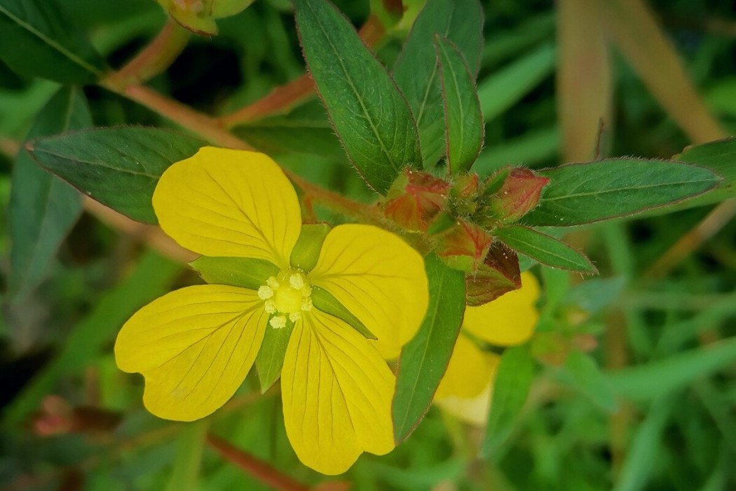 草里金釵 草里金釵