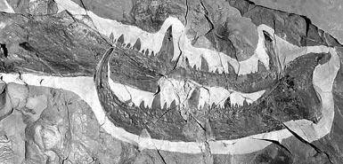 蠍螯化石長半米