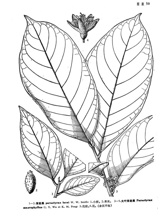茉莉果 茉莉果