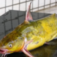 黃顙魚頰骨(黃顙魚頰骨) 黃顙魚頰骨(黃顙魚頰骨)