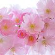 花見會 花見會