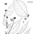 峨眉樓梯草 峨眉樓梯草