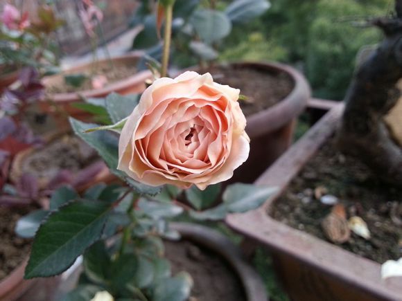 月亮女神(薔薇屬月季栽培品種) 月亮女神(薔薇屬月季栽培品種)