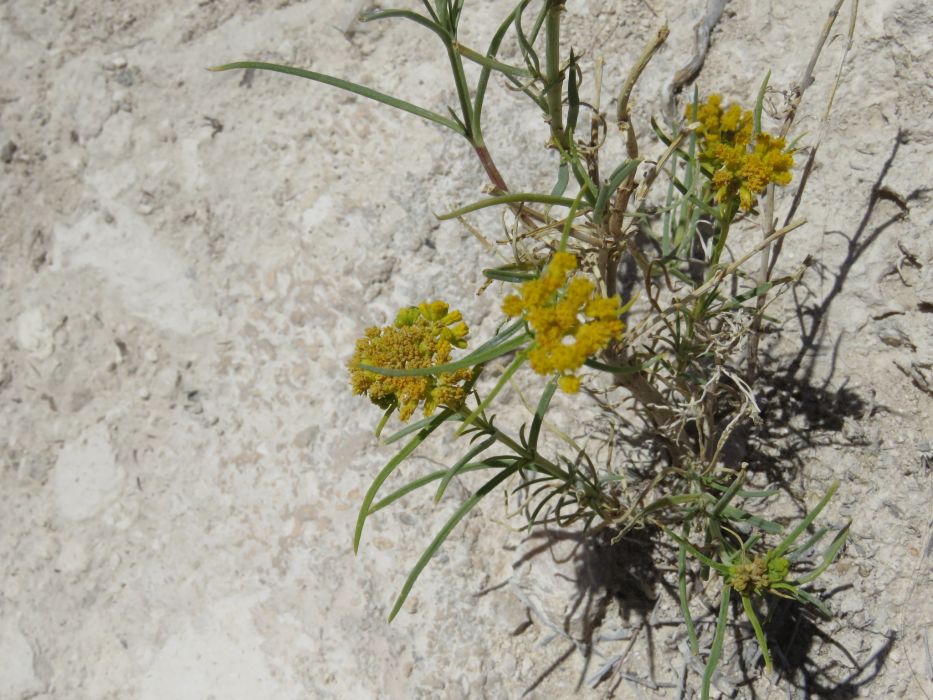 Flaveria palmeri