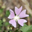 新疆花葵 新疆花葵