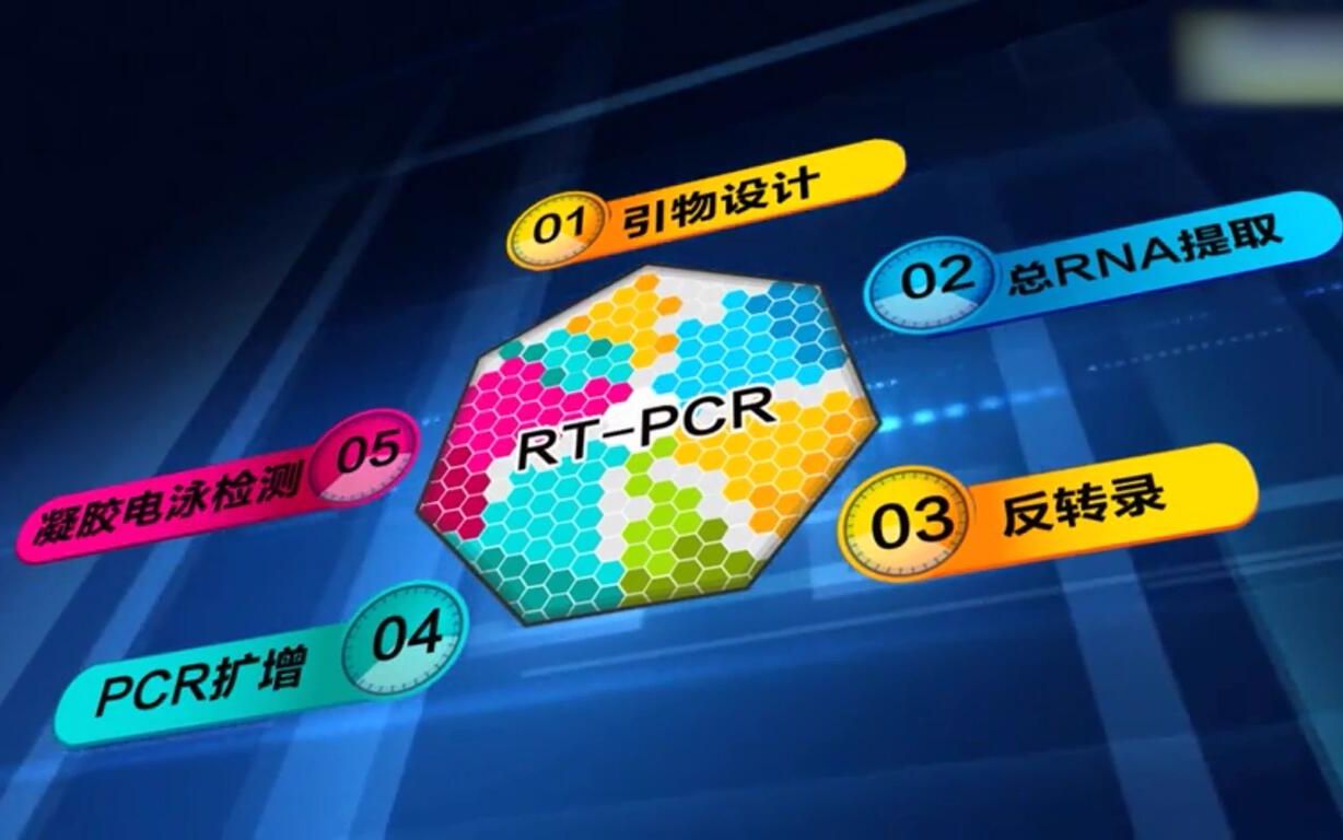 RT -PCR