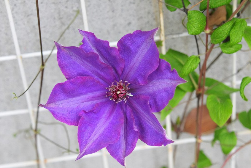 Clematis \x27Sweet Summer Love\x27