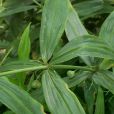 黃精(黃雞菜) 黃精(黃雞菜)