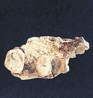 上頜骨化石