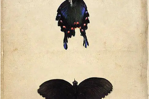 蝶 Butterfly 蝶 Butterfly