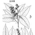 龍州錐 龍州錐