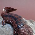 山椒魚(動物) 山椒魚(動物)
