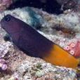 色蝦虎魚 色蝦虎魚