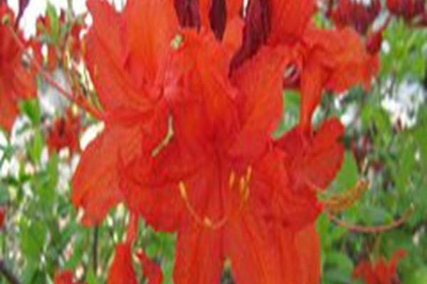 Rhododendron \x27Darkie\x27