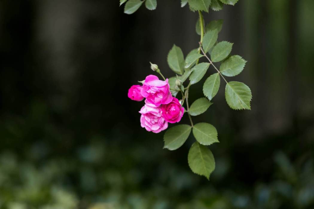銀粉薔薇(銀蓮花薔薇)