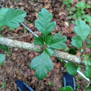 Crataegus laevigata Crataegus laevigata