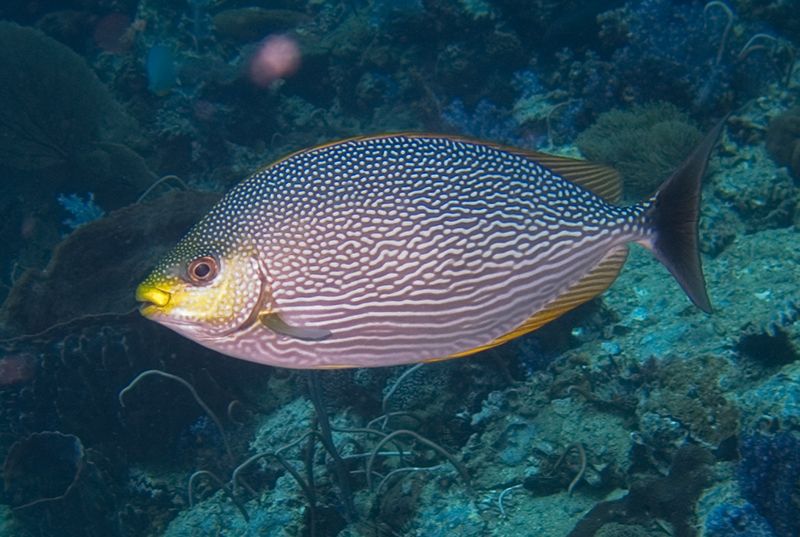 爪哇藍子魚 爪哇藍子魚