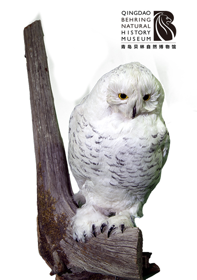 雪鴞-青島貝林自然博物館