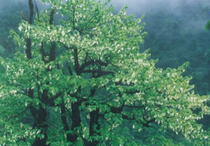 珍貴樹種珙桐