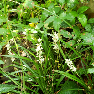 Liriope spicata