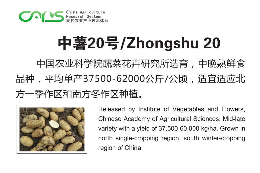 中薯20號(國審薯2014003) 中薯20號(國審薯2014003)
