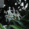 蕊木 蕊木