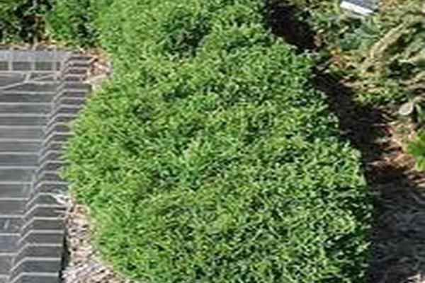 Buxus sinica var. insularis Buxus sinica var. insularis