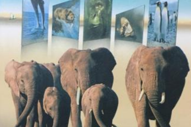動物世界4 動物世界4