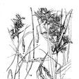 魯沙香茅 魯沙香茅