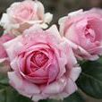 歷史(薔薇屬月季栽培品種) 歷史(薔薇屬月季栽培品種)