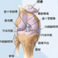 半月板
