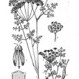 小菱葉茴芹 小菱葉茴芹