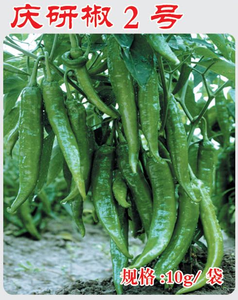 慶研椒 2 號 慶研椒 2 號