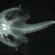 費氏棘茄魚 費氏棘茄魚