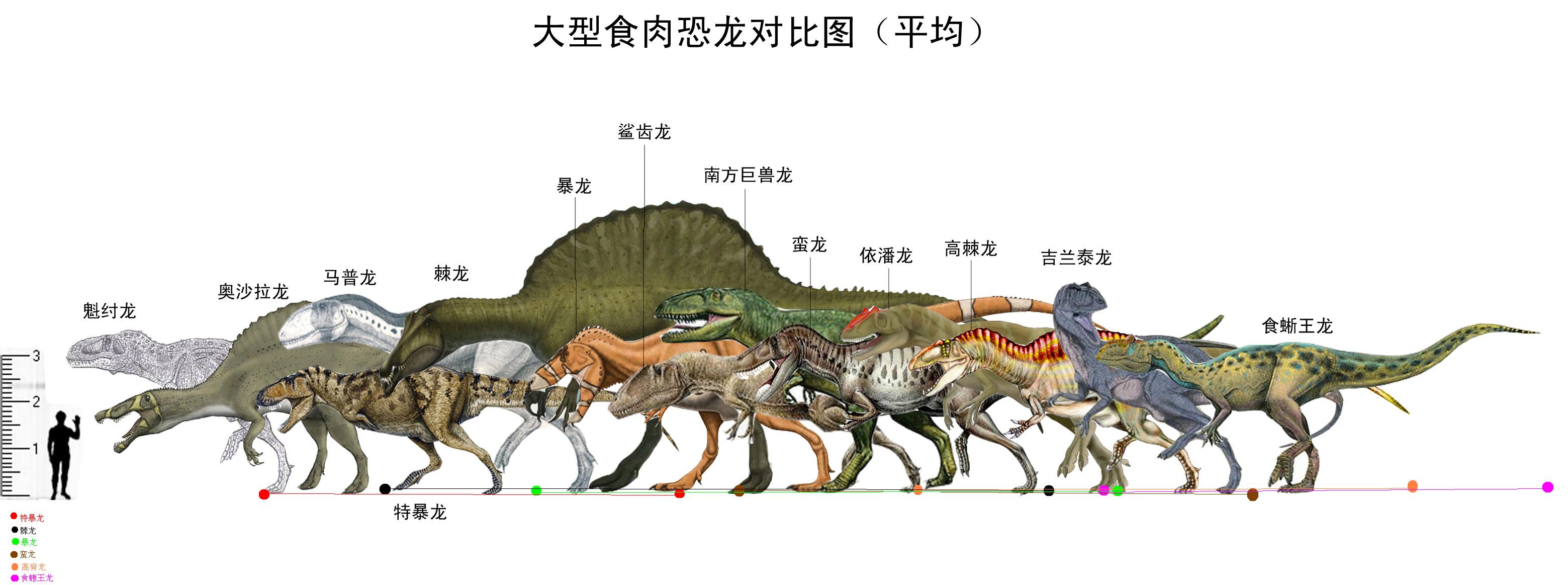 大型食肉恐龍對比圖（平均）