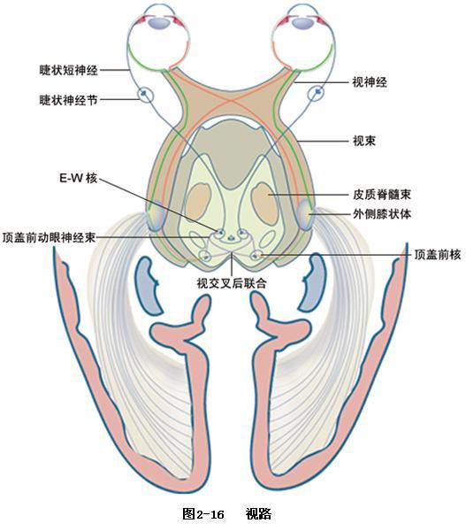 視路 視路