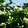 橫縣茉莉花