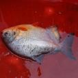 紅鯧魚 紅鯧魚