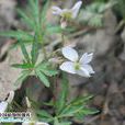 裂葉堇菜(植物) 裂葉堇菜(植物)