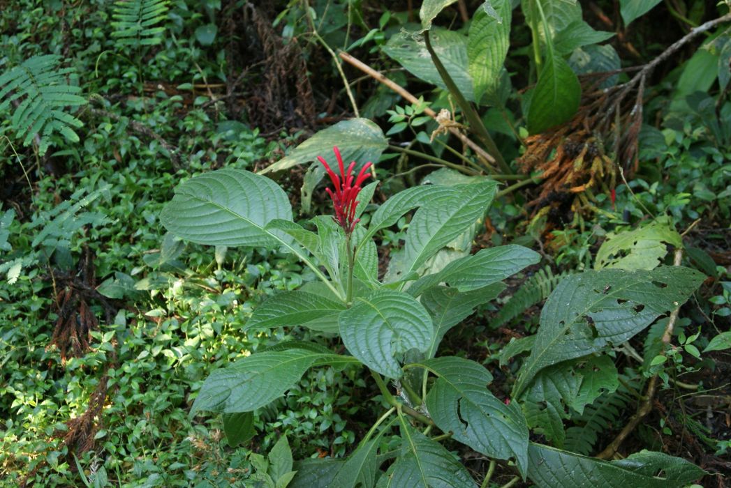 Odontonema barlerioides
